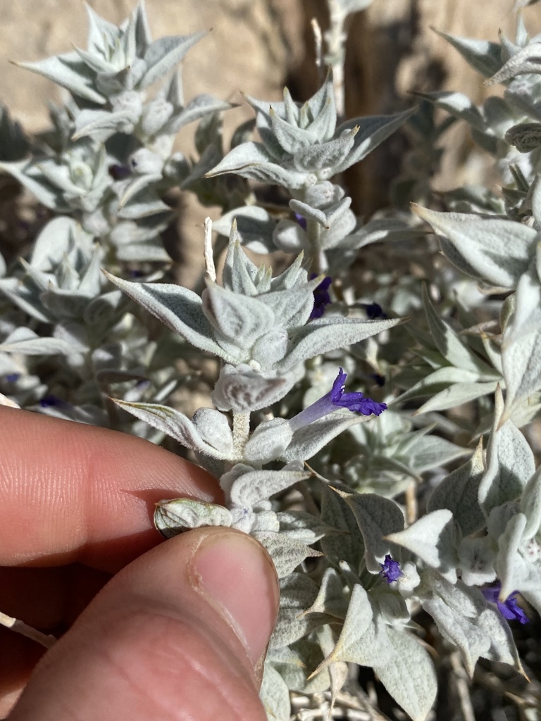 Death Valley Sage in March 2024 by Leo Harden · iNaturalist