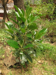 Aegiphila bogotensis