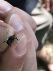 Andrena nigrocaerulea