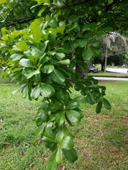 Terminalia tetraphylla