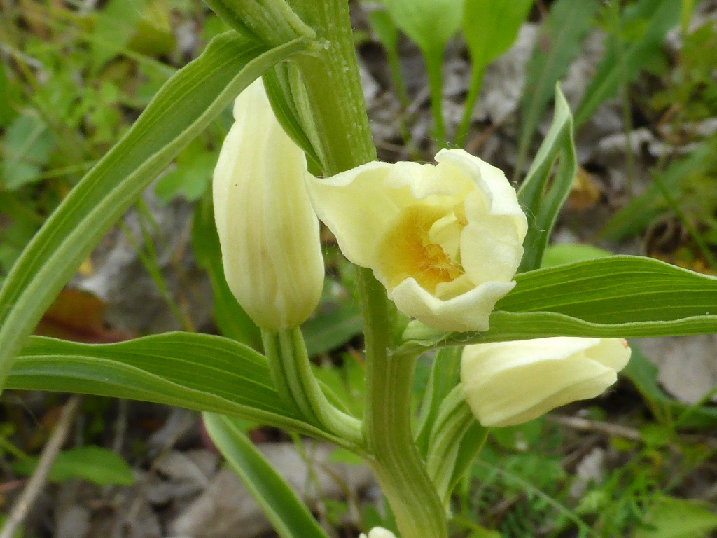 White helleborine