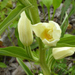Cephalanthera damasonium - Photo 由 Roberto Sindaco 所上傳的 (c) Roberto Sindaco，保留部份權利CC BY-NC-SA