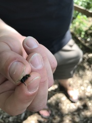 Andrena nigrocaerulea