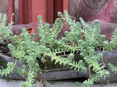 Sedum potosinum