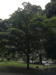 Terminalia tetraphylla