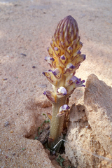 Orobanche cernua