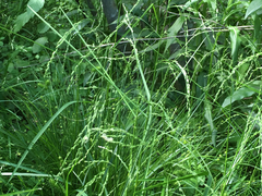 Glyceria striata striata