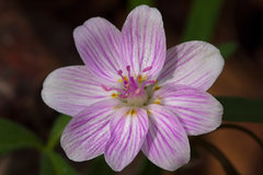 Claytonia