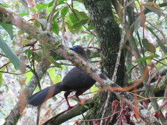 Chamaepetes goudotii