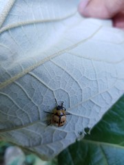 Platyphora fraterna