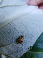 Platyphora fraterna