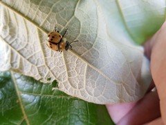 Platyphora fraterna