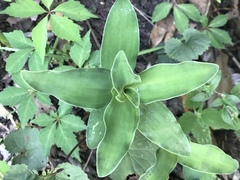 Tradescantia brevifolia