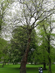 Platanus × hispanica