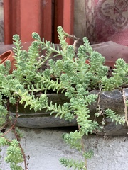 Sedum potosinum