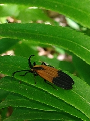 Caenia dimidiata