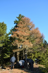 Picea orientalis