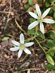 Ornithogalum