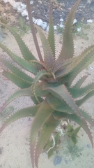 Osteospermum moniliferum