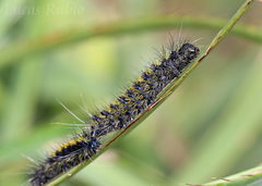 Dysschema centenaria