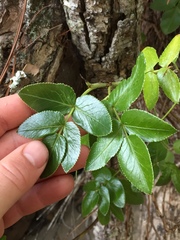 Scandia rosifolia