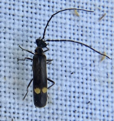 Malthodes marginatus