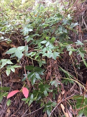 Scandia rosifolia
