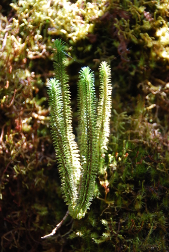 Huperzia erosa