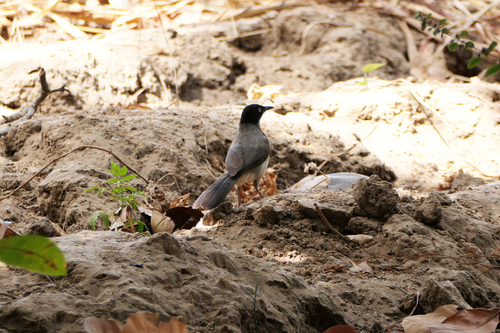 Blackcap Babbler (Turdoides reinwardtii), photo 8