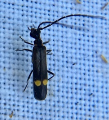 Malthodes marginatus