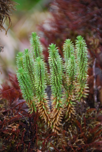 Huperzia erosa