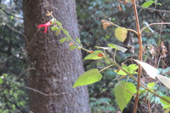 Salvia gesneriiflora