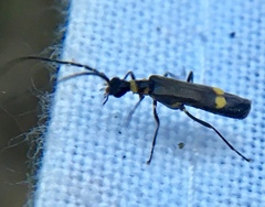 Malthodes marginatus