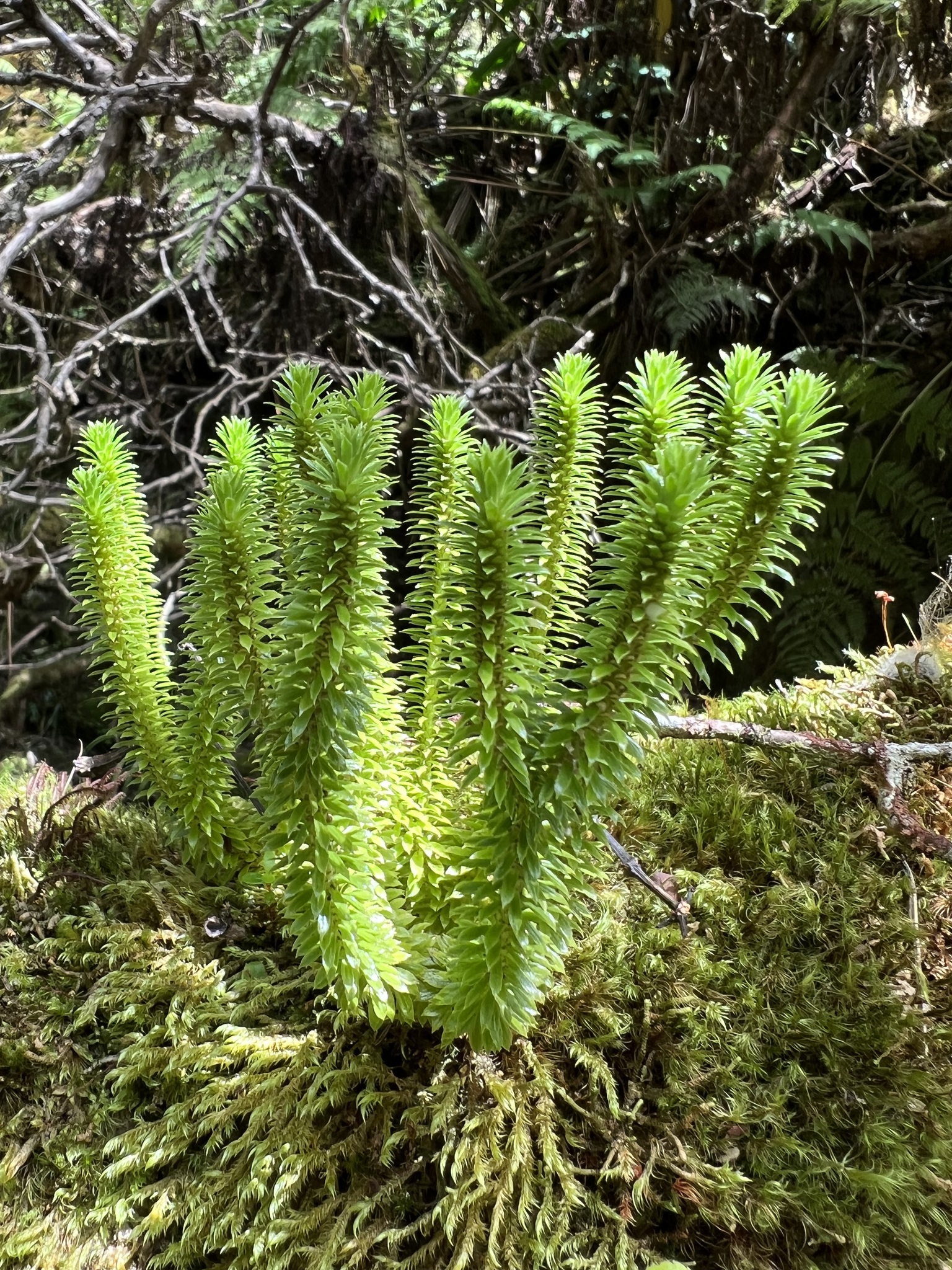 Huperzia erosa
