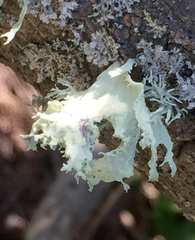 Ramalina canariensis