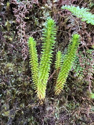 Huperzia serrata observed 2023-01-12