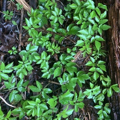 Aegopodium