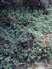 Alchemilla procumbens