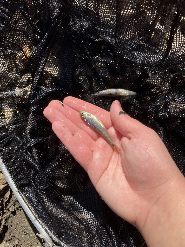 Spottail Shiner from W Minnehaha Pkwy, Minneapolis, MN, US on April 5 ...