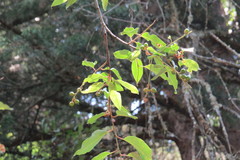 Prunus serotina salicifolia