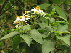 Montanoa ovalifolia