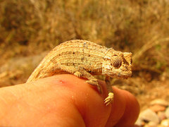 Rieppeleon kerstenii robecchii