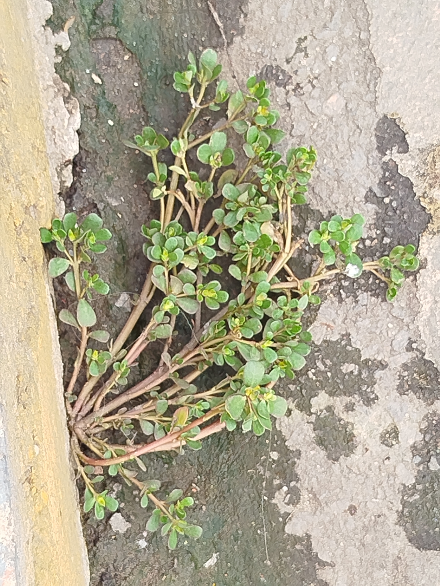 Portulaca oleracea