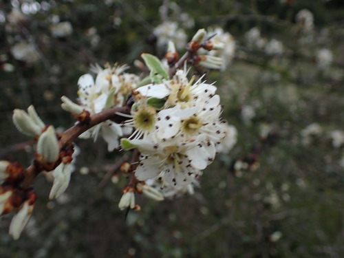 Almond-leaved pear (Pyrus spinosa)