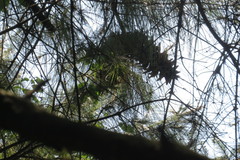 Pinus ayacahuite