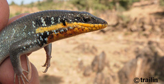 Trachylepis quinquetaeniata
