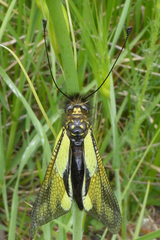 Libelloides coccajus