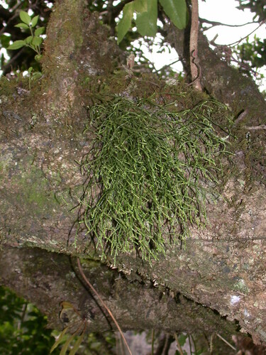 Phlegmariurus filiformis observed 2009-02-20
