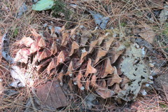 Pinus ayacahuite