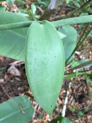 Vanilla planifolia